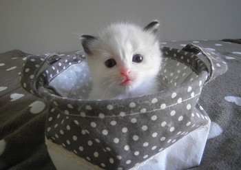 FEMELLE SEAL BICOLOUR - Chatterie Ragdolls du Val de Beauvoir